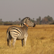 A collared zebra tracked for the study. Image: A. Wilson